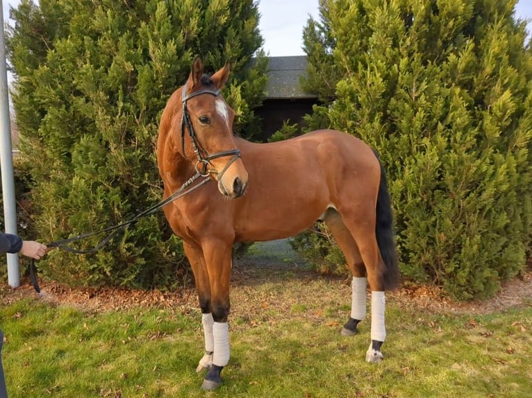Deutsches Reitpferd Wallach 3 Jahre 160 cm Brauner in L&#xF6;bnitz
