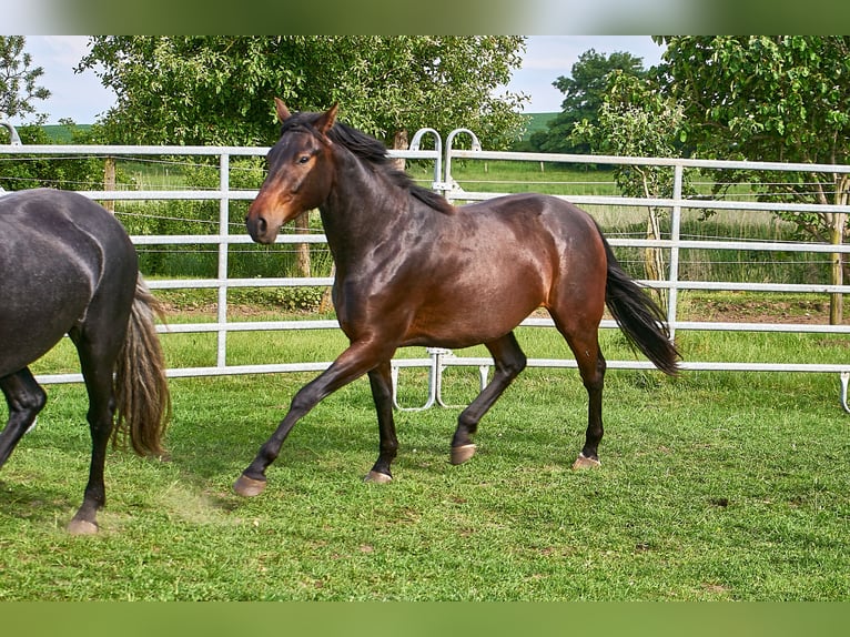 Deutsches Reitpferd Wallach 3 Jahre 160 cm Brauner in Groß Dratow