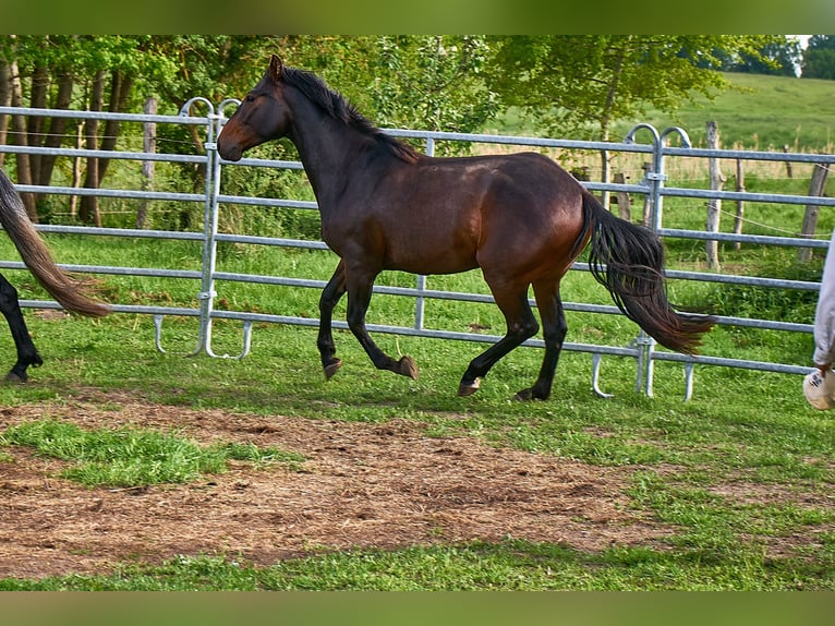 Deutsches Reitpferd Wallach 3 Jahre 160 cm Brauner in Groß Dratow