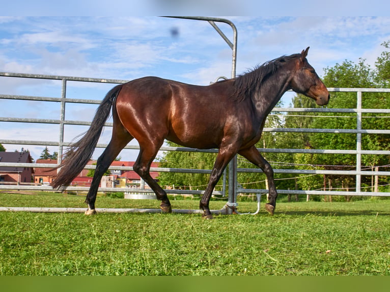 Deutsches Reitpferd Wallach 3 Jahre 160 cm Brauner in Groß Dratow