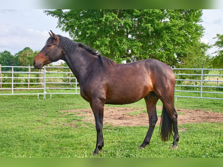 Deutsches Reitpferd Wallach 3 Jahre 160 cm Brauner in Groß Dratow