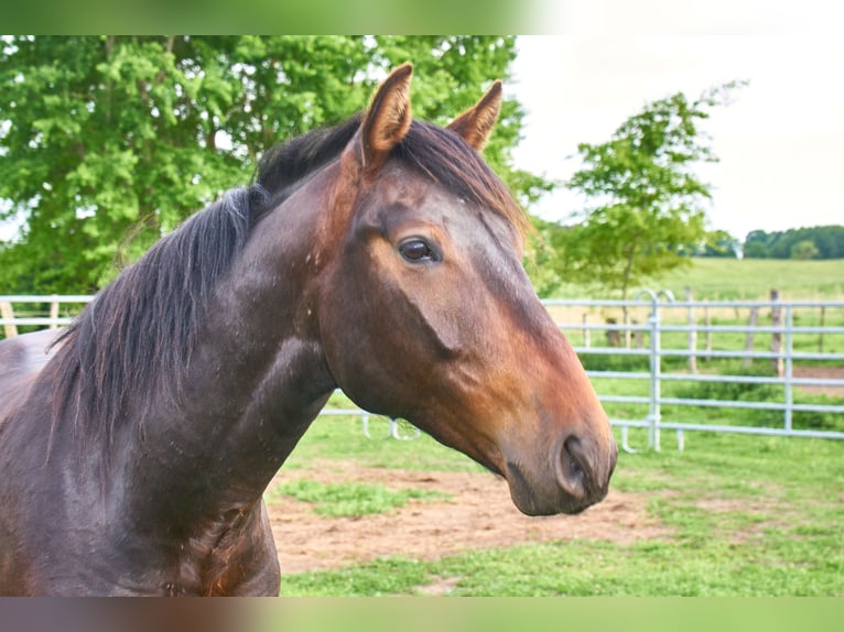 Deutsches Reitpferd Wallach 3 Jahre 160 cm Brauner in Groß Dratow