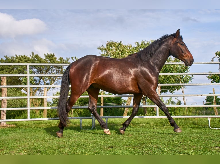 Deutsches Reitpferd Wallach 3 Jahre 160 cm Brauner in Groß Dratow