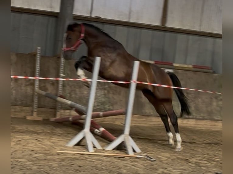 Deutsches Reitpferd Wallach 3 Jahre 160 cm Brauner in Sassenberg