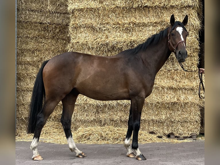 Deutsches Reitpferd Wallach 3 Jahre 160 cm Brauner in Sassenberg