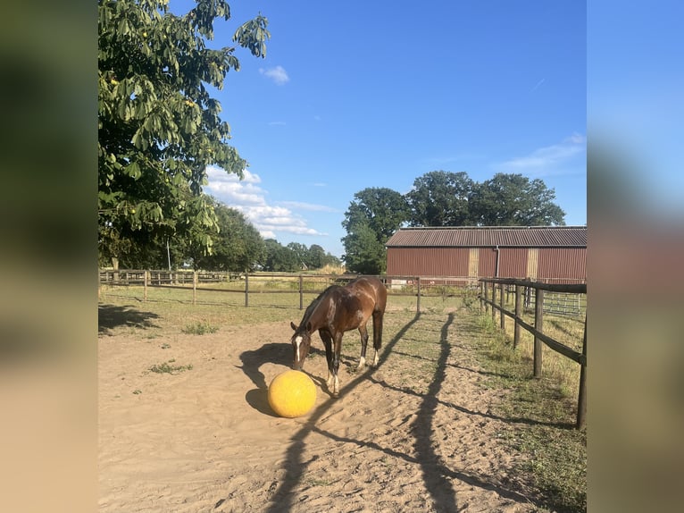 Deutsches Reitpferd Wallach 3 Jahre 160 cm Brauner in Sassenberg