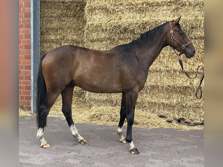 Deutsches Reitpferd Wallach 3 Jahre 160 cm Brauner in Sassenberg