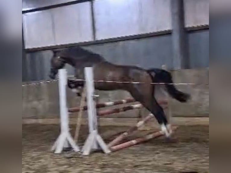 Deutsches Reitpferd Wallach 3 Jahre 160 cm Brauner in Sassenberg