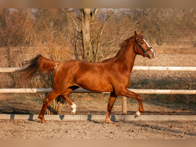 Deutsches Reitpferd Wallach 3 Jahre 160 cm Fuchs in Ahrenshöft