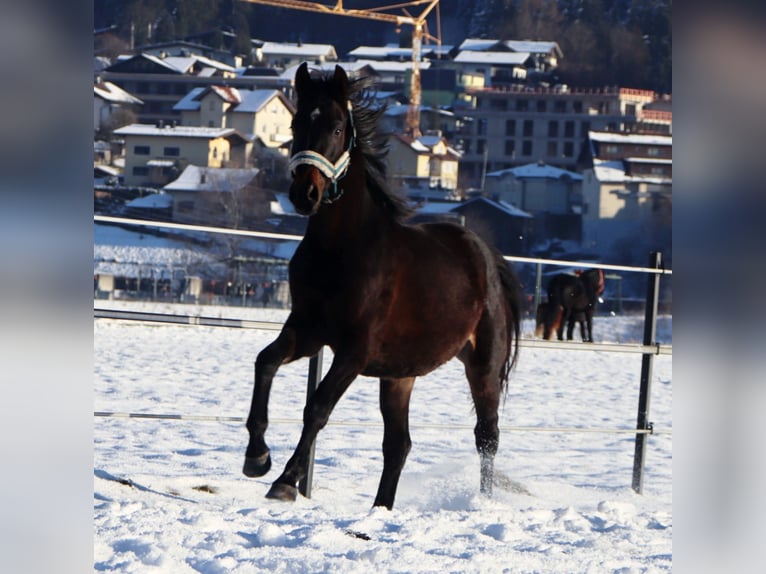 Deutsches Reitpferd Wallach 3 Jahre 160 cm Schwarzbrauner in Kirchbichl