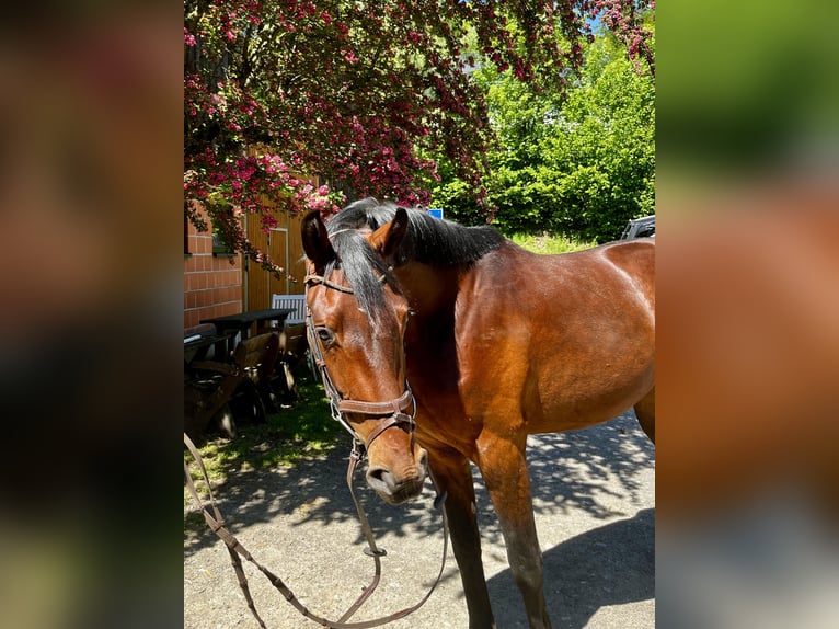 Deutsches Reitpferd Wallach 3 Jahre 162 cm Brauner in Erndtebrück