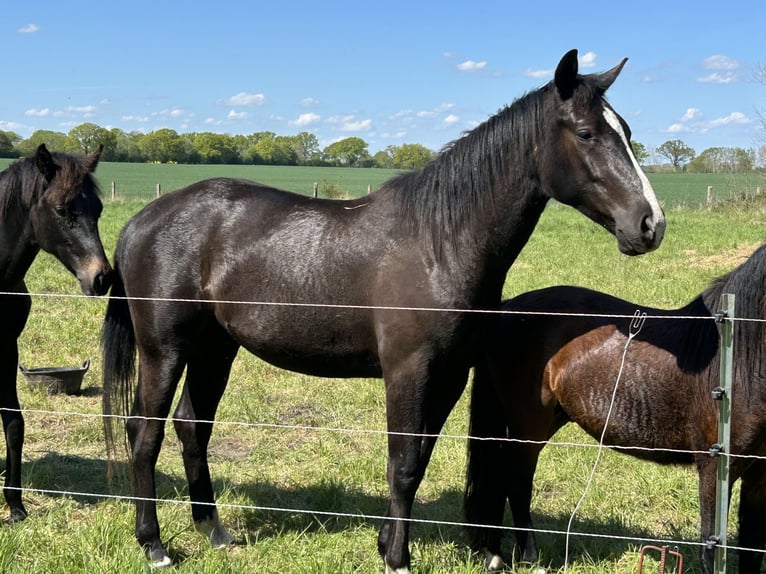 Deutsches Reitpferd Mix Wallach 3 Jahre 162 cm Rappe in Neuwittenbek