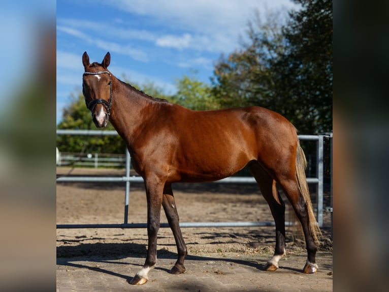 Deutsches Reitpferd Wallach 3 Jahre 163 cm Brauner in Hungen