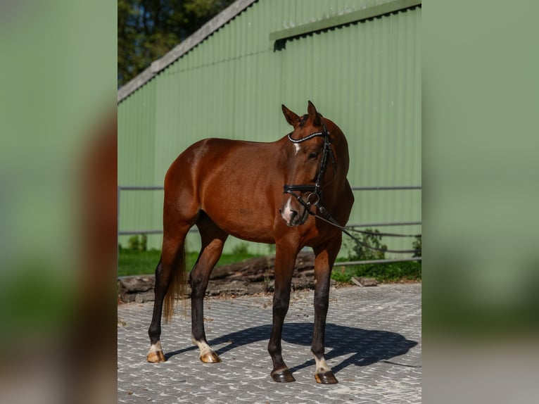 Deutsches Reitpferd Wallach 3 Jahre 163 cm Brauner in Hungen
