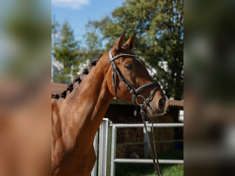 Deutsches Reitpferd Wallach 3 Jahre 163 cm Brauner in Hungen