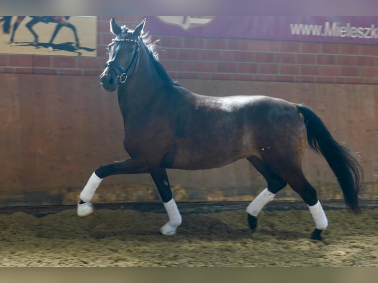 Deutsches Reitpferd Wallach 3 Jahre 164 cm Schwarzbrauner in Paderborn