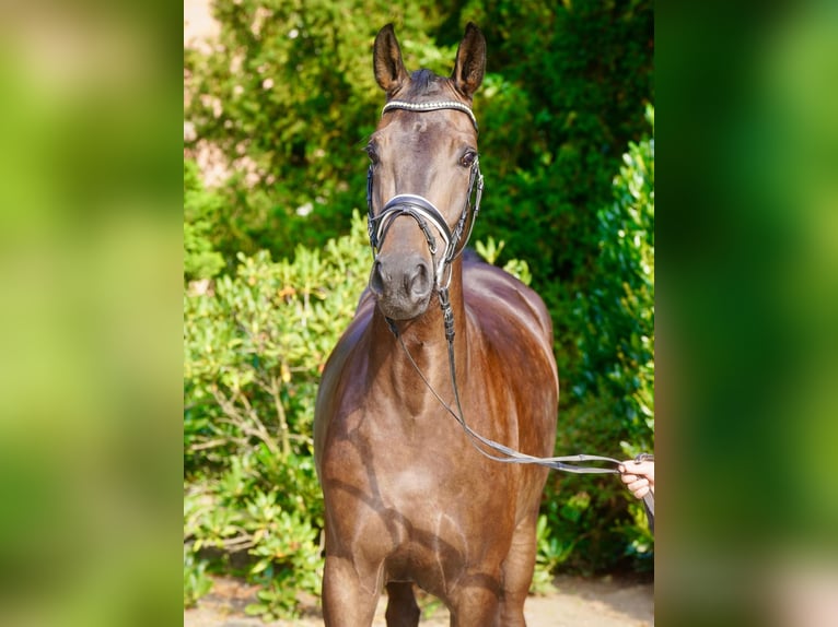 Deutsches Reitpferd Wallach 3 Jahre 164 cm Schwarzbrauner in Paderborn