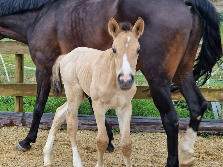 Deutsches Reitpferd Wallach 3 Jahre 165 cm Buckskin in Hohenems