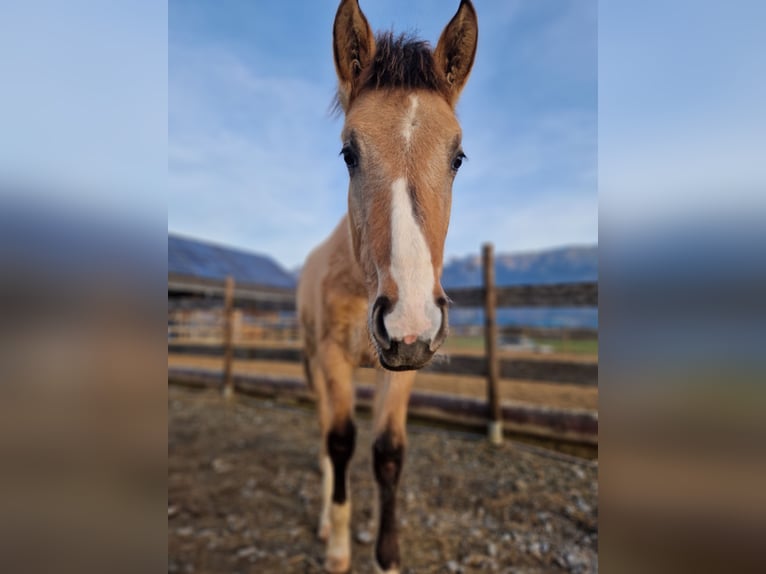 Deutsches Reitpferd Wallach 3 Jahre 165 cm Buckskin in Hohenems