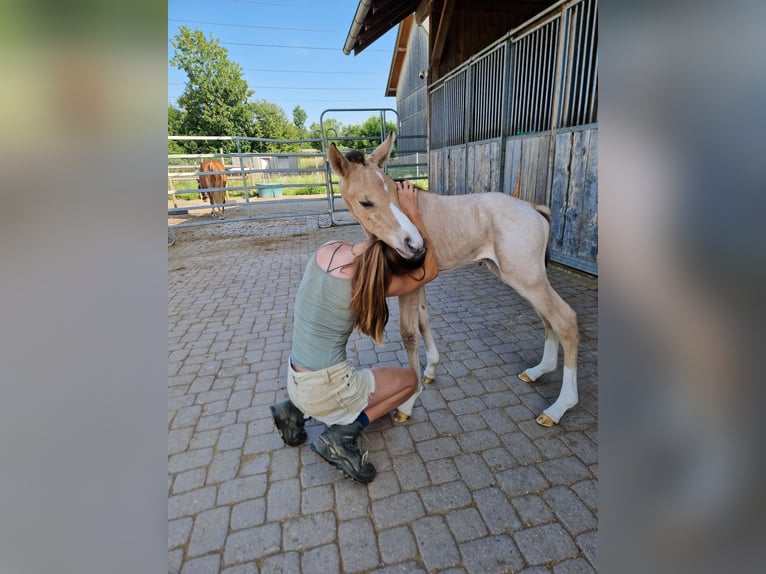 Deutsches Reitpferd Wallach 3 Jahre 165 cm Buckskin in Hohenems