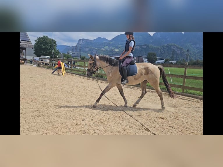 Deutsches Reitpferd Wallach 3 Jahre 165 cm Buckskin in Hohenems