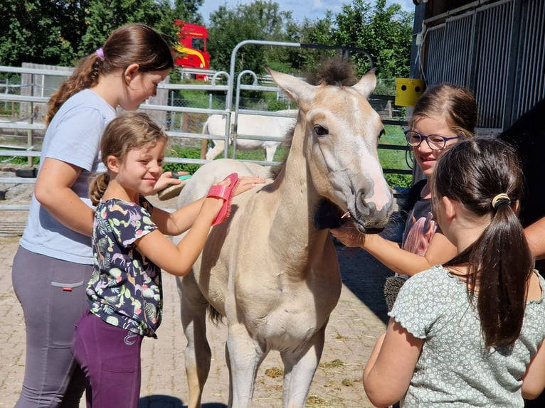 Deutsches Reitpferd Wallach 3 Jahre 165 cm Buckskin in Hohenems