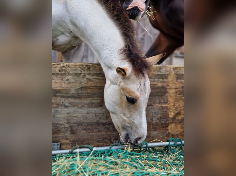 Deutsches Reitpferd Wallach 3 Jahre 165 cm Buckskin in Hohenems