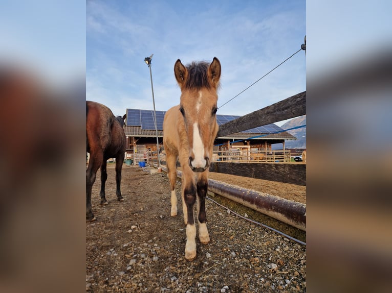 Deutsches Reitpferd Wallach 3 Jahre 165 cm Buckskin in Hohenems