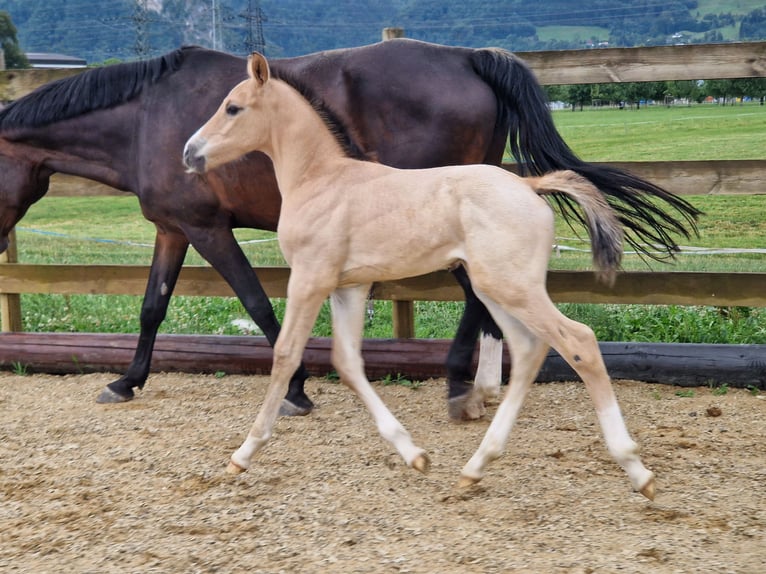 Deutsches Reitpferd Wallach 3 Jahre 165 cm Buckskin in Hohenems