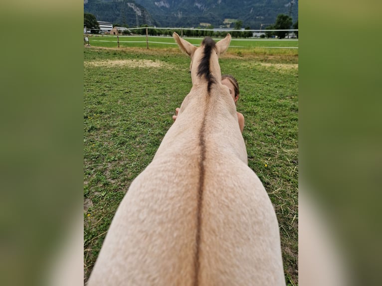 Deutsches Reitpferd Wallach 3 Jahre 165 cm Buckskin in Hohenems