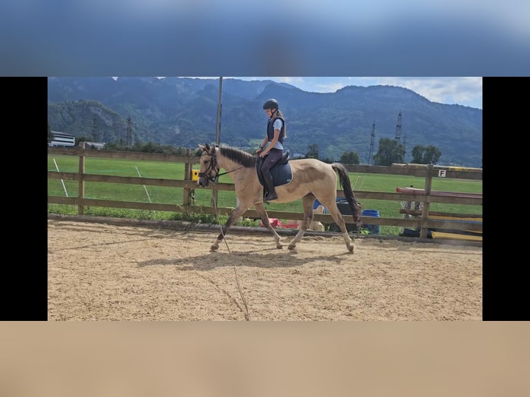 Deutsches Reitpferd Wallach 3 Jahre 165 cm Buckskin in Hohenems