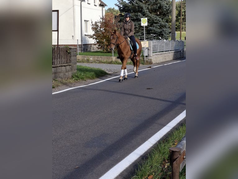 Deutsches Reitpferd Wallach 3 Jahre 165 cm Dunkelfuchs in Kamenz