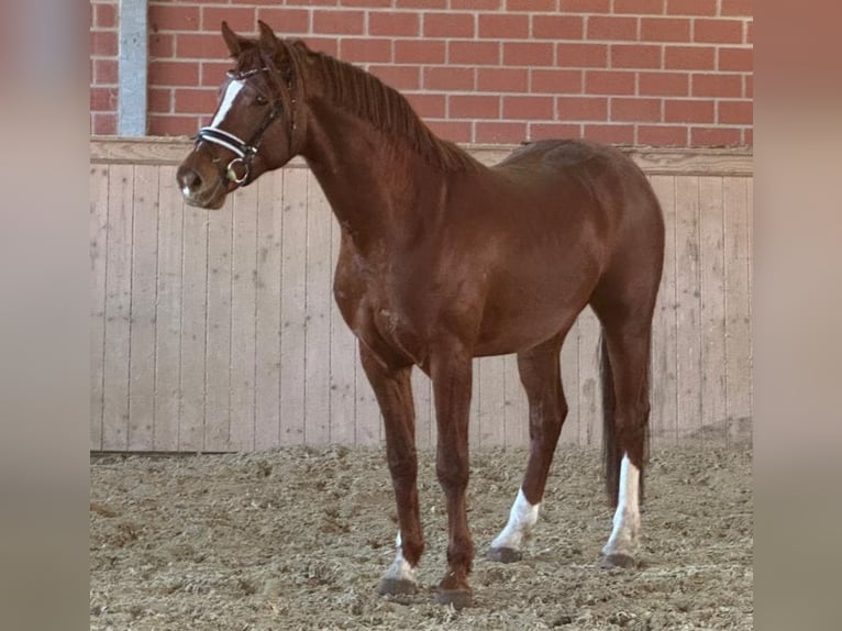 Deutsches Reitpferd Wallach 3 Jahre 165 cm Fuchs in Rhede