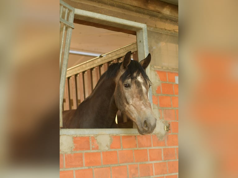 Deutsches Reitpferd Wallach 3 Jahre 167 cm Blauschimmel in H&#xFC;ckelhoven