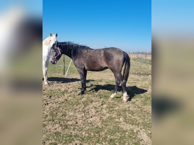 Deutsches Reitpferd Wallach 3 Jahre 167 cm Blauschimmel in H&#xFC;ckelhoven