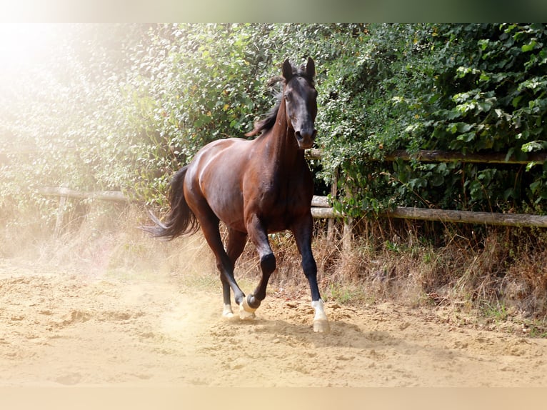 Deutsches Reitpferd Wallach 3 Jahre 167 cm Schwarzbrauner in Nottuln