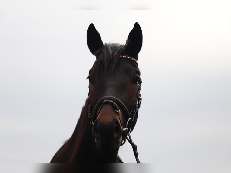 Deutsches Reitpferd Wallach 3 Jahre 167 cm Schwarzbrauner in Mügeln