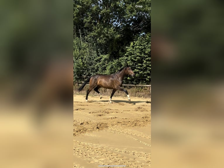 Deutsches Reitpferd Wallach 3 Jahre 168 cm Brauner in Nottuln