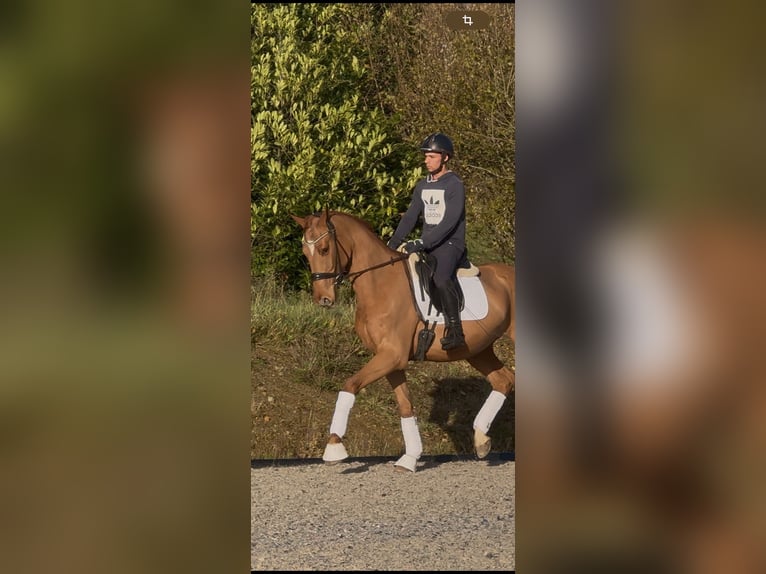 Deutsches Reitpferd Wallach 3 Jahre 168 cm Fuchs in Marigny le Lozon