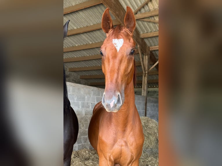 Deutsches Reitpferd Wallach 3 Jahre 168 cm Fuchs in Marigny le Lozon