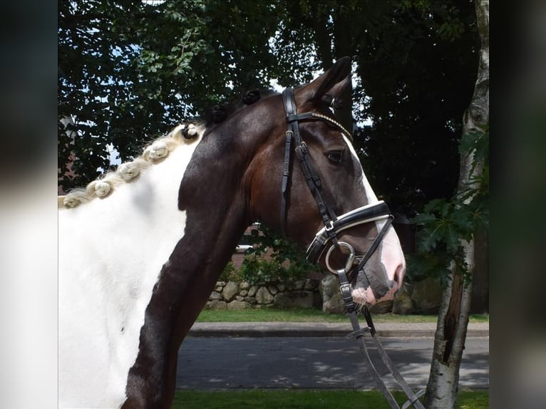 Deutsches Reitpferd Wallach 3 Jahre 168 cm Schecke in Fredenbeck