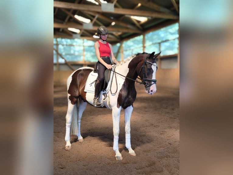 Deutsches Reitpferd Wallach 3 Jahre 168 cm Schecke in Fredenbeck