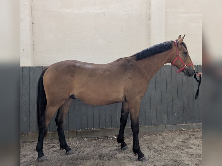 Deutsches Reitpferd Wallach 3 Jahre 169 cm Buckskin in Buchhain