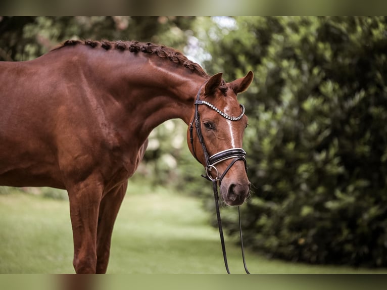 Deutsches Reitpferd Wallach 3 Jahre 169 cm Dunkelfuchs in Paderborn