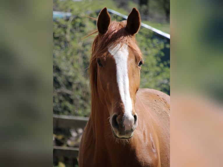 Deutsches Reitpferd Wallach 3 Jahre 170 cm Fuchs in Wenden