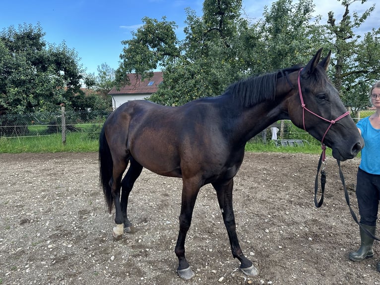 Deutsches Reitpferd Wallach 3 Jahre 170 cm Rappe in Iggingen