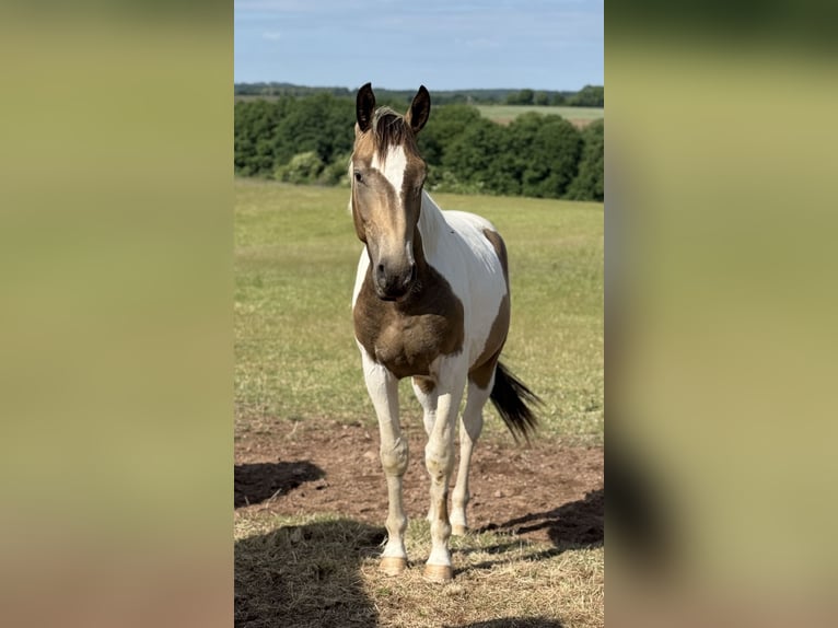 Deutsches Reitpferd Wallach 3 Jahre 170 cm Schecke in Weiskirchen