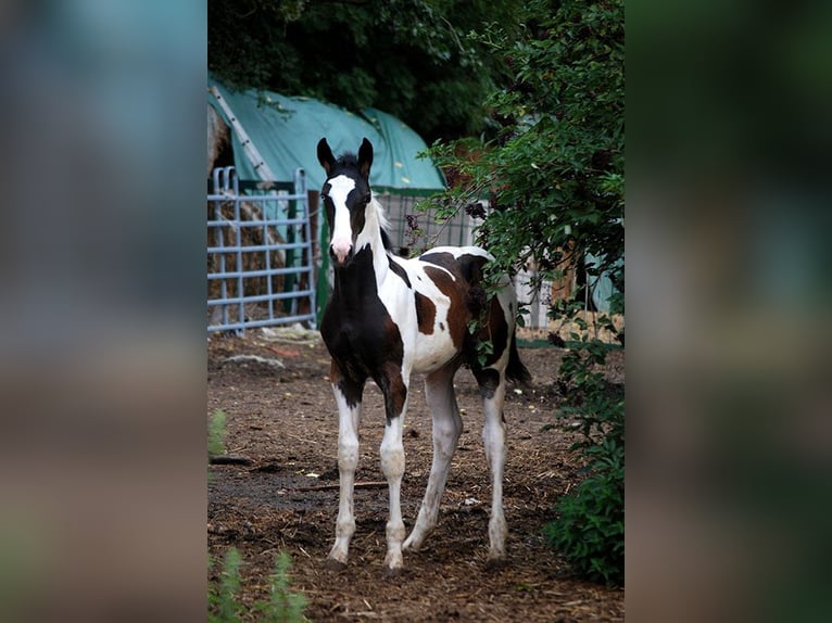 Deutsches Reitpferd Wallach 3 Jahre 170 cm Schecke in B&#xF6;rde-Hakel OT Etgersleben
