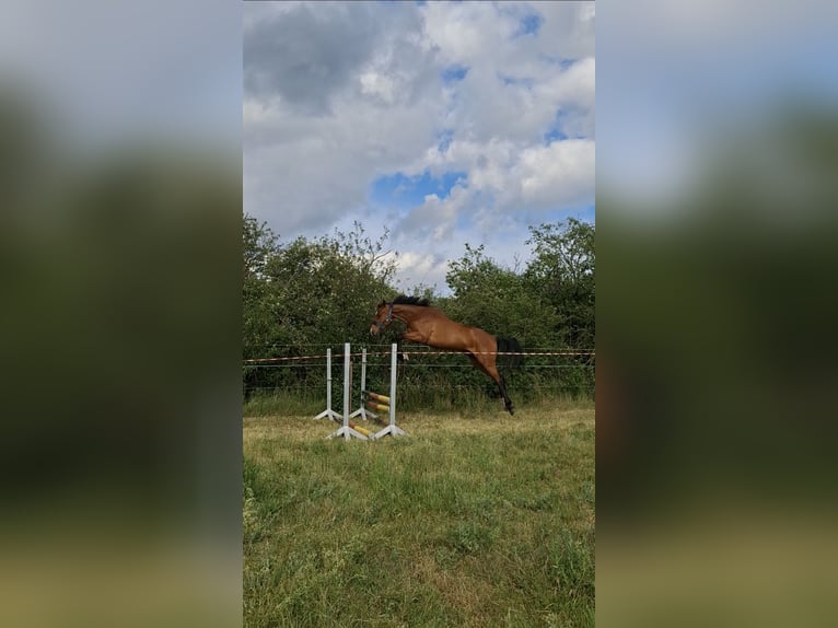 Deutsches Reitpferd Wallach 3 Jahre 172 cm Brauner in Hoyerswerda