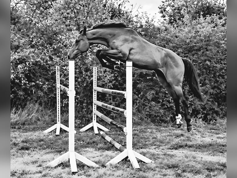 Deutsches Reitpferd Wallach 3 Jahre 172 cm Brauner in Hoyerswerda